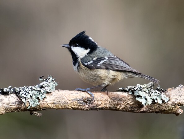 Coal Tit