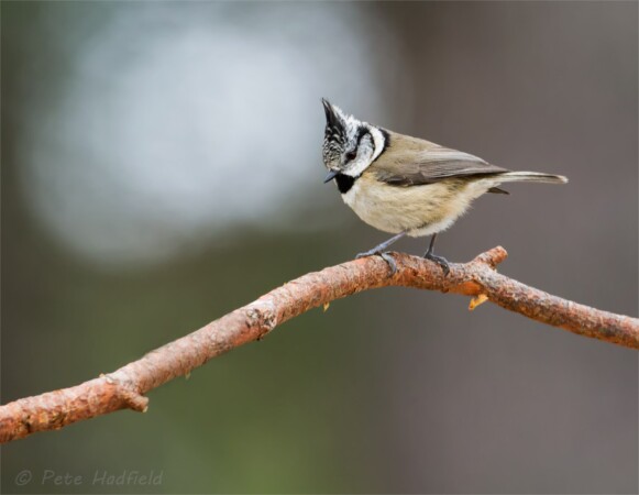 Crested Tit