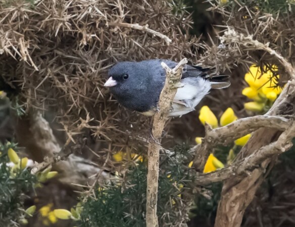 Dark-eyed Junco