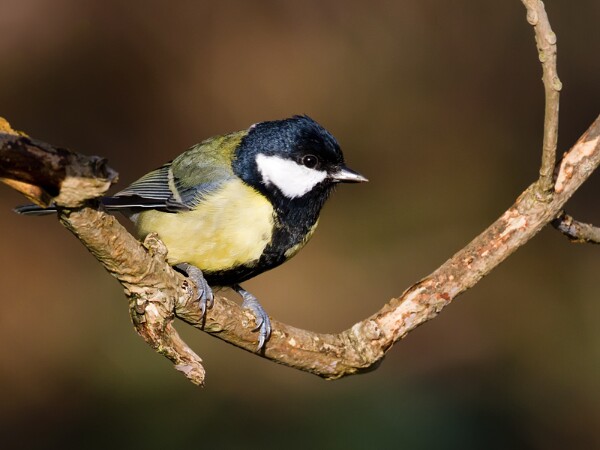 Great Tit