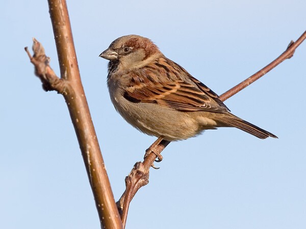 House Sparrow
