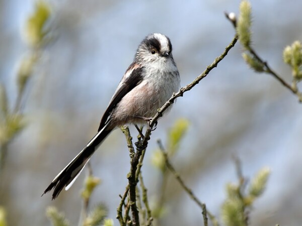 Long-tailed Tit