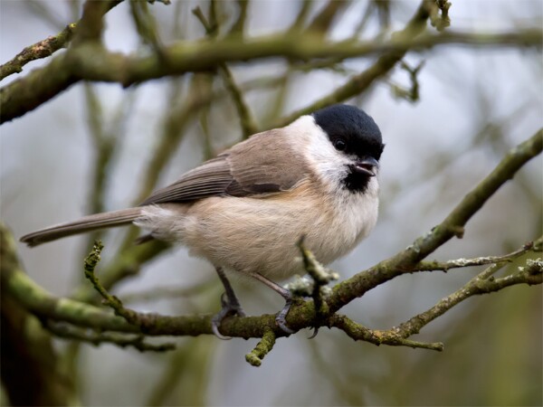 Marsh Tit