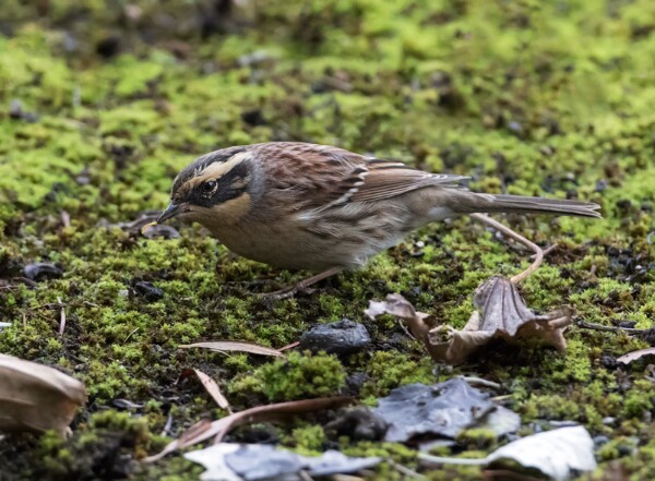 Siberian Accentor