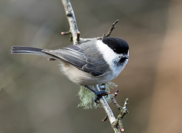 Willow Tit