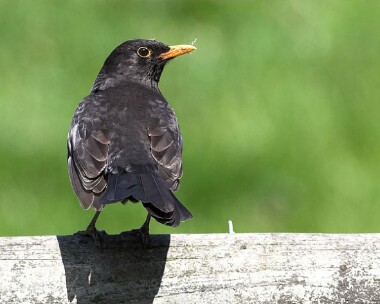blackbird10 Blackbird Castletown, Isle of Man