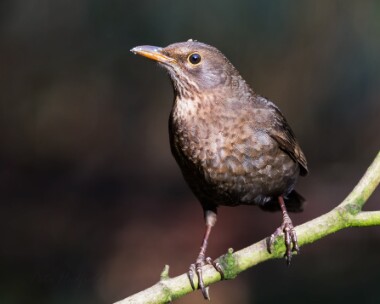 blackbird220110 Blackbird Braddan, Isle of Man