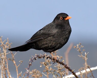 blackbird8 Blackbird Langness, Isle of Man