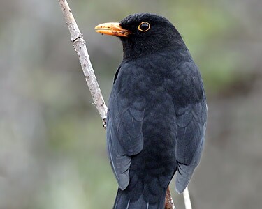 blackbird9 Blackbird Langness, Isle of Man