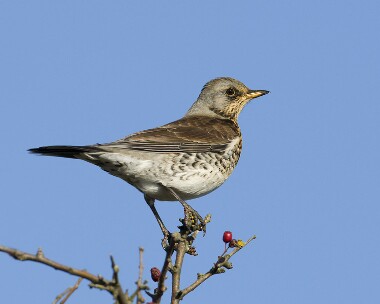 fieldfare011108b Fieldfare Andreas, Isle of Man