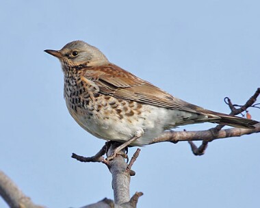 fieldfare10 Fieldfare Ballaugh, Isle of Man