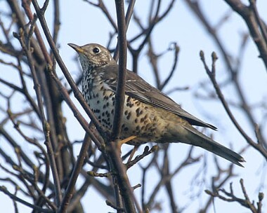 mistlethrush Mistle Thrush Close Sartfield, Isle of Man