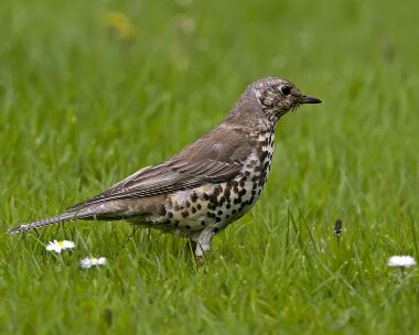 mistlethrush070509 Mistle Thrush Ballasalla, Isle of Man