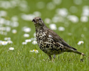 mistlethrush070509b Mistle Thrush Ballasalla, Isle of Man