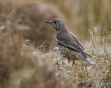 mistlethrush090413 Mistle Thrush Farr Road, Highlands
