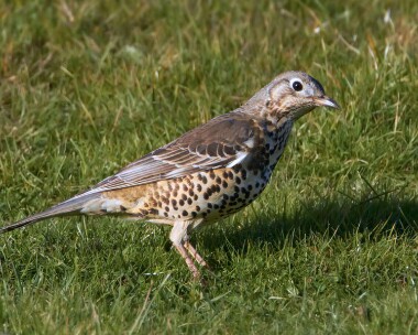mistlethrush121210 Mistle Thrush Bride, Isle of Man