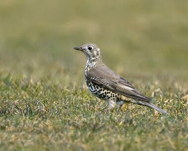 mistlethrush130310 Mistle Thrush Ramsey, Isle of Man