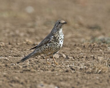 mistlethrush280407 Mistle Thrush Balladoole, Isle of Man