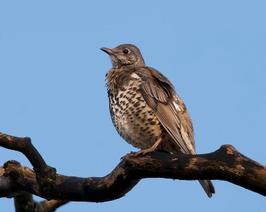 mistlethrush281109 Mistle Thrush Maughold, Isle of Man
