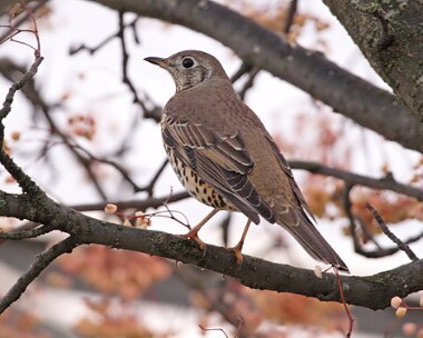 mistlethrush3 Mistle Thrush Ruthin, North Wales