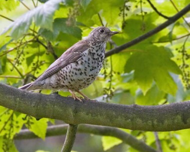 mistlethrush4 Mistle Thrush Ballasalla, Isle of Man