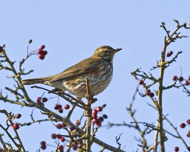 redwing011108 Fieldfare Andreas, Isle of Man