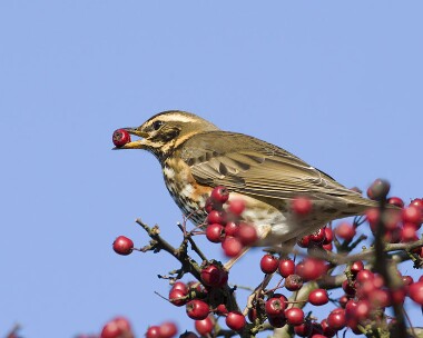 redwing011108b Redwing Andreas, Isle of Man