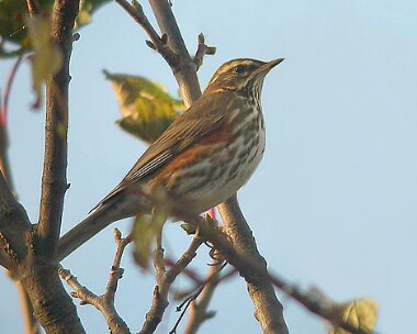 redwing1 Redwing Castletown, Isle of Man