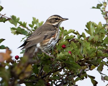 redwing111016 Redwing Warham Greens, Norfolk