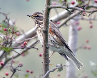 redwing2 Redwing Port Lewaigue, Isle of Man