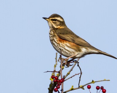 redwing271012b Redwing Andreas, Isle of Man