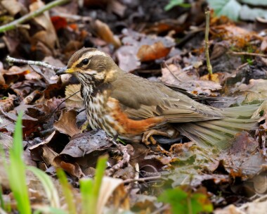 redwing290224 Redwing Leighton Moss, Lancashire