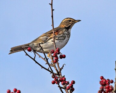 redwing3 Redwing Ronaldsway halt, Isle of Man