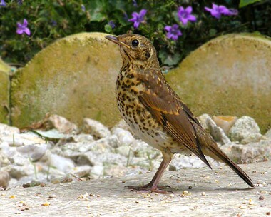 songthrush Song Thrush Castletown, Isle of Man