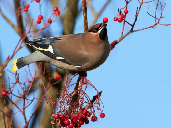 Waxwing