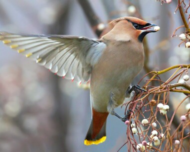 waxwing010111 Waxwing Ramsey, Isle of Man