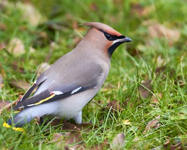 waxwing020111 Waxwing Ramsey, Isle of Man