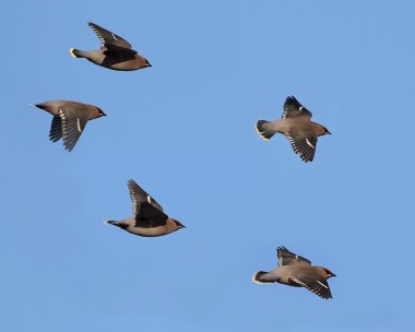 waxwing050117 Waxwings Ramsey, Isle of Man