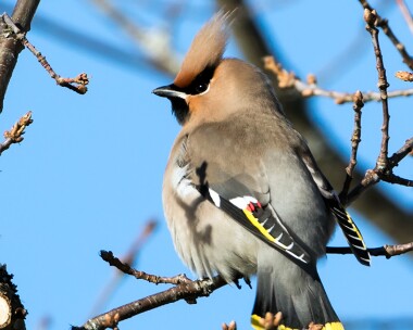 waxwing050317 Waxwing Lettoch, Scotland
