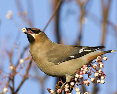 waxwing061208i Waxwing Ramsey, Isle of Man