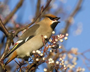 waxwing061208k Waxwing Ramsey, Isle of Man