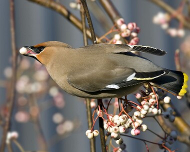 waxwing061208l Waxwing Ramsey, Isle of Man
