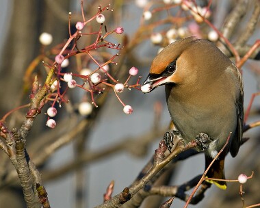 waxwing061208m Waxwing Ramsey, Isle of Man