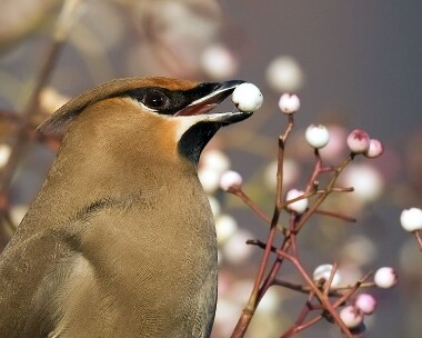 waxwing061208n Waxwing Ramsey, Isle of Man