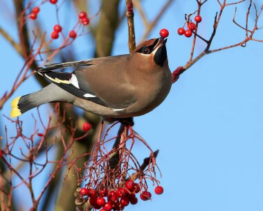 waxwing151110 Waxwing Douglas, Isle of Man