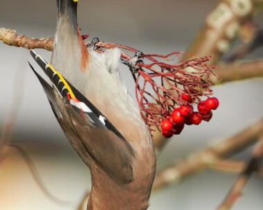 waxwing151110b Waxwing Douglas, Isle of Man