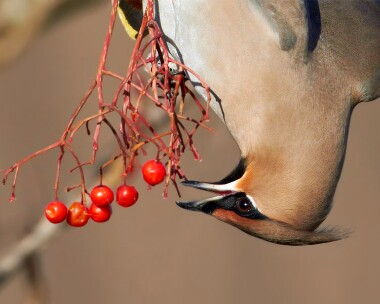 waxwing151110c Waxwing Douglas, Isle of Man