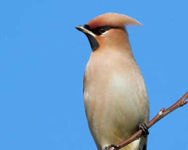 waxwing151110d Waxwing Douglas, Isle of Man