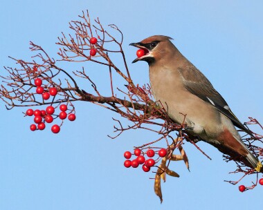 waxwing151110e Waxwing Douglas, Isle of Man