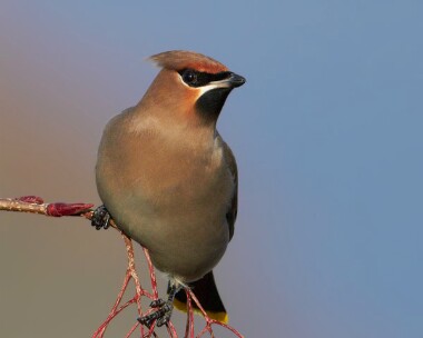 waxwing151110f Waxwing Douglas, Isle of Man